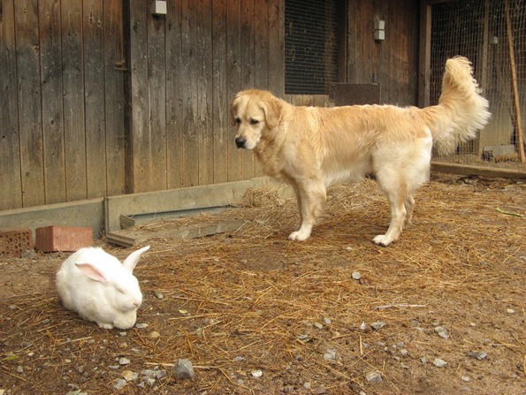 Cindy und Kaninchen